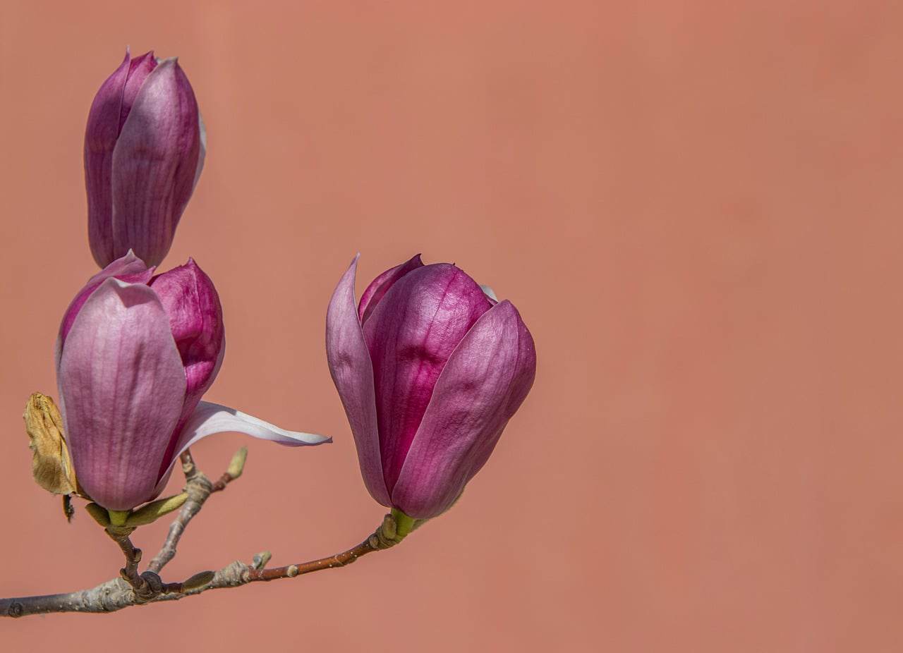 Photo by <a href="https://unsplash.com/@bendavisual?utm_source=hostinger&utm_medium=referral">Alexander Shatov</a> on <a href="https://unsplash.com/?utm_source=hostinger&utm_medium=referral">Unsplash</a>